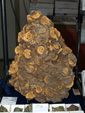 GMM. FIPAL. II Feria de Fósiles, Minerales y Malacología. Alcoy