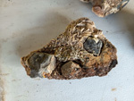 MINERGUALBA 2025. Fira de Minerals del Montseny