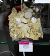 MINERVAL 2025. Feria de Minerales de Valencia