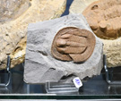MINERVAL 2025. Feria de Minerales de Valencia