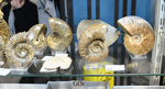 MINERVAL 2025. Feria de Minerales de Valencia