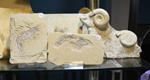 MINERVAL 2025. Feria de Minerales de Valencia