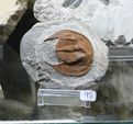 MINERVAL 2025. Feria de Minerales de Valencia