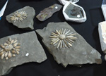 MINERVAL 2025. Feria de Minerales de Valencia