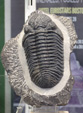 III Feria Internacional Minerales, Fósiles y Gemas de Utrillas