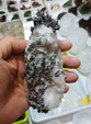 INTERMINERAL ZARAGOZA 2025. XXIX Feria de Minerales, Fósiles y Gemas