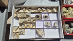 XIII Mesa de Intercambio de Minerales y Fósiles de Alicante