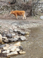 SOMOSIERRA