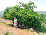 EL HORCAJO