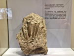 Museo de Ciencias Naturales de Zaragoza